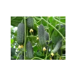 Krastavac Kornišon Maria