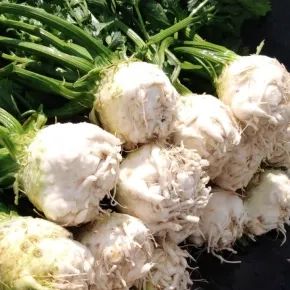 Celer Princino F1 - pilirano