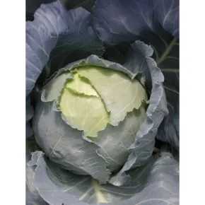 Kupus Srpski melez 4 -10g