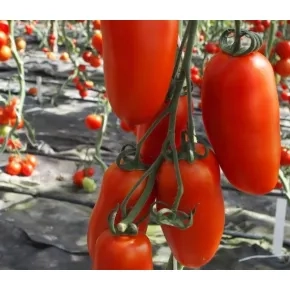 Paradajz Sanmaro F1