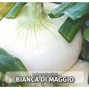 Luk Srebrnjak Bianca de Magio