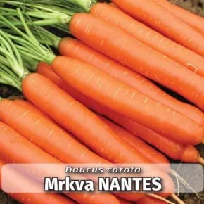Mrkva Nantes