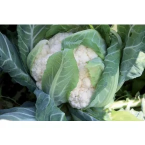 Karfiol Sinergy ez F1