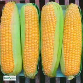 Kukuruz Šećerac Sweet Wonder F1