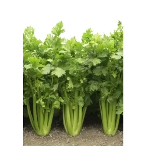 Celer Rebraš Tango F1