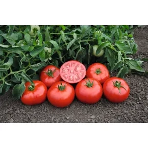 Seme paradajza Tomsk F1 – 1000 semena