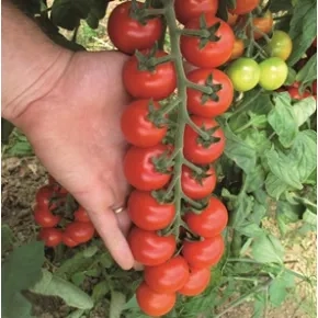 Seme paradajza Tudor F1 – 100 semena