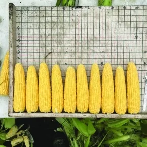 Kukuruz Šećerac Kamet F1