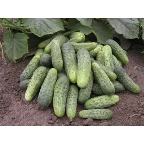 Krastavac Vinello F1